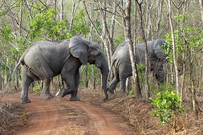 Safari Experience