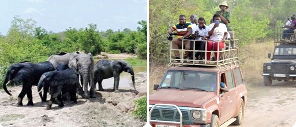 Safari