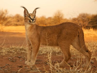 Safari